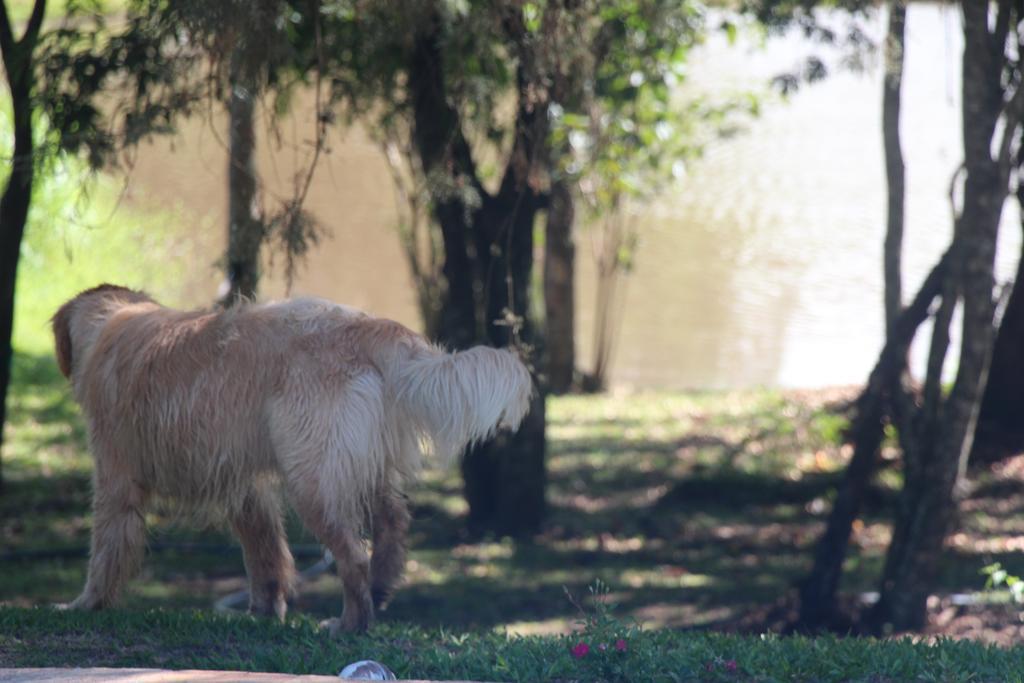 Hospedagem Fazenda Nova America Brotas Bagian luar foto