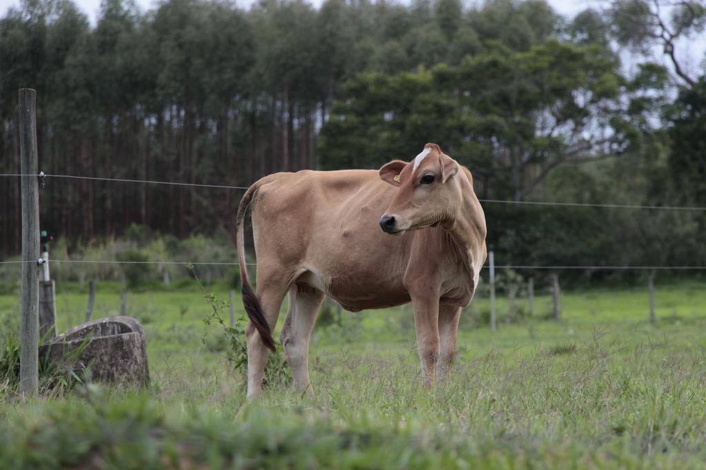 Hospedagem Fazenda Nova America Brotas Bagian luar foto